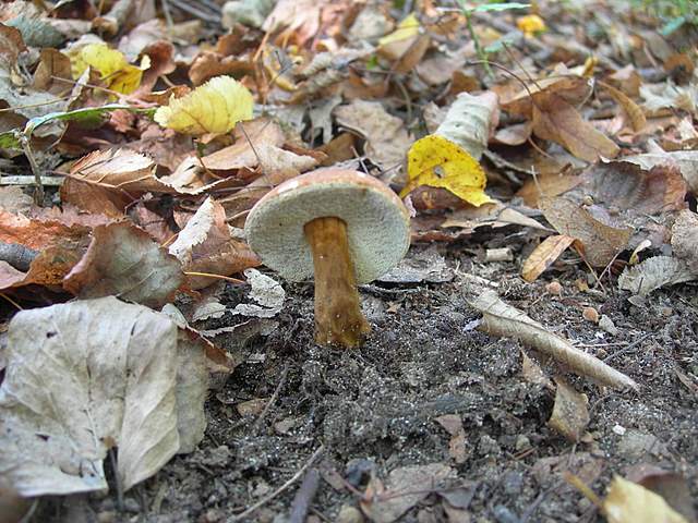 Funghi degli areali esposti